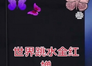 半岛体育娱乐-跳水比赛选手高难动作得高分